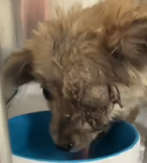 N0801084 #dog #trending #xuhuong #fyp #pet