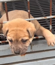 N0801089 rescue trapped dog #pet #xuhuong #fyp #trending #dog #dogsoftiktok #p