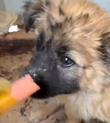 N0801090 Poor dogs #pet #xuhuong #fyp #trending #dog #trendsoftiktok #dogsofti