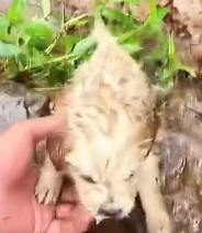 N0201032 Rescue stray dogs #rescue #cute #helpanimals #love #dog (5)