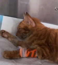 N0801095 So poor #animallover #animals #cute #ilovecats #rescueanimals #cats