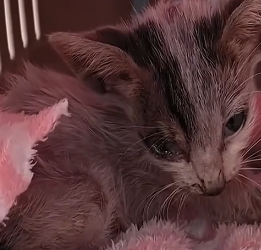 N1201001 poor kitten finally has life it rightfully belongs to.