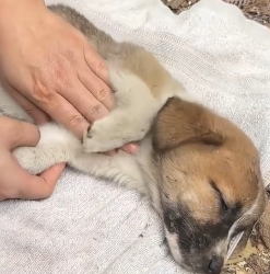 N1201002 These two poor dogs finally met kind person who helped them gav