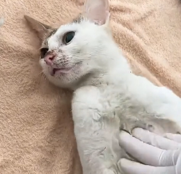 N1201003 poor mother cat devotedly cared her kittens until she collaps