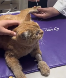 N1201004 Found her struggling on road. couldn walk away.#rescue #anima