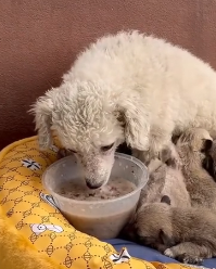 N1201005 brave mother dog ran to stranger car help, luckily, she