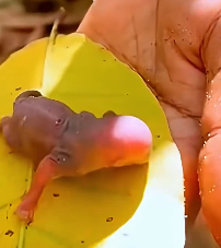 N0201033 Poor baby squirrel on road end of its upbringing #rescue