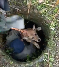 N1201006 A Heartbreaking Dog Rescue You’ll Never Forget