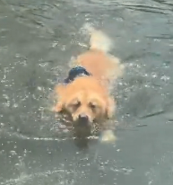 N1201007 A Small Dog’s Journey Back to Trust