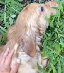 N1201008 Saving a Poor Dog Just in Time