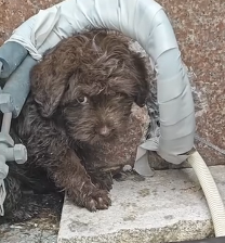 N1201009 This Dog Had Lost All Hope… Until That Moment