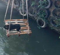 N1201010 This Dog Was Almost Forgotten… Until Rescue Came