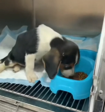 N1201011 Poor Dog Found Alone and Broken