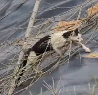 N1201012 Rescuing a Poor Cat Who Needed Help