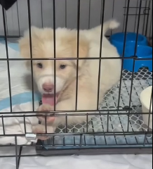 N1201013 “Go Home…” – The Dog Who Didn’t Know Where Home Was