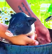 N0201034 Rescue Piglet were separated their Mother Trapped #anim…