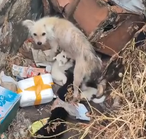 N1201015 When Love Saves a Life