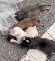 N1201014 little friends were brought home to be cared for..#pet #xuhuong