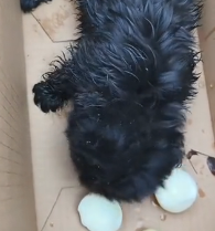 N1201017 “No One Needs Me” – A Dog’s Silent Cry for Help