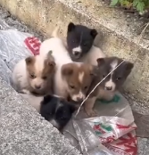 N1201018 Lonely Puppies Waiting for Someone to Love Them