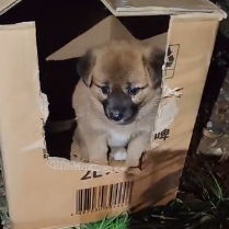 N1201019 abandoned puppy in cardboard box #pet #xuhuong #fyp #trending #dog #d