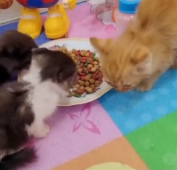 N1201020 adopted bunch saw on street #animal #saved #abandoned #kit