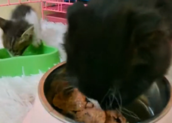 N1201022 Animals Help Rescue.We Rescued cat kitten #foryou #cats #c