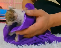 N1201023 Animals Help Rescue – Saving Lives That Had No Voice