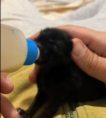 N1201024 Rescued an abandoned newborn black panther #panther #lovestory #rescu