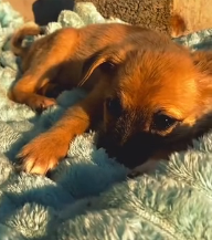 N1201025 tiny puppy abandoned in trash bin #dog #lovestory #rescueanimals