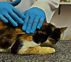 N1201026 From Hopeless to Loved – A Kitten Rescue Story