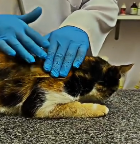 N1201026 From Hopeless to Loved – A Kitten Rescue Story