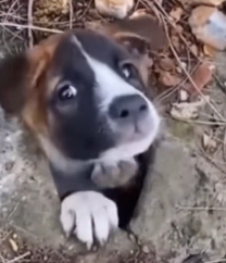 N1201027 A Small Rescue That Changed a Life Forever