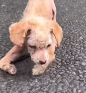 N1201029 Little Ayla was found in December by wonderful people at Little