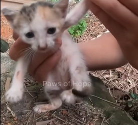 N1201030 tiny kitten was trapped in an abandoned fishing net, struggling wit
