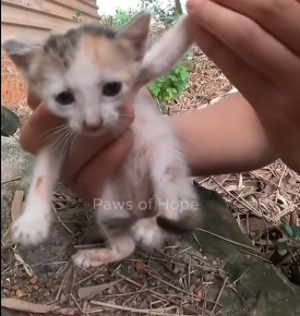 N1201030 tiny kitten was trapped in an abandoned fishing net, struggling wit
