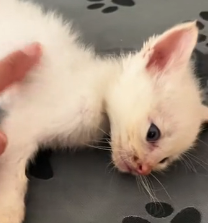 N1201032 We weren digging treasure we were saving kitten #save #anim