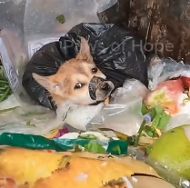 N1201034 Poor Dog Abandoned in Trash Can, Luckily Rescued by Kind People #Hope