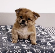 N1201035 found two helpless puppies on side of busy highway their leg…