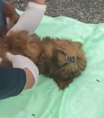 N1201031 Two poor, starving stray dogs lay motionless by roadside in f