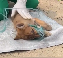 N1201033 poor dog, wandering on roadside, starving exhausted, fain