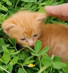 N1201036 On my daughter 5th birthday, she wished rabbit as friend. A…