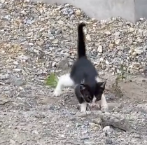 N0201036 Rescue cats #cat #rescuecat #animals #animalcat #rescue #animalslove