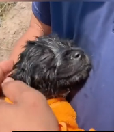 N1201038 From Rescue to Best Friends – My Dog’s Story