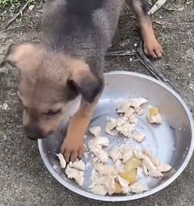 N1201039 Abandoned on the Highway – A Baby Puppy Left to Die