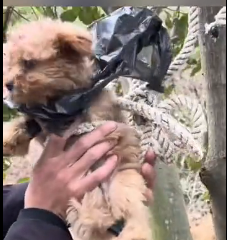 N1201040 Poor puppy was bundel in tree no one help him he is waiting to di…