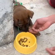 N1201041 A Man Rescues a Dog Tied to a Pillar – You Won’t Forget This