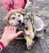 N1201042 If you see dog will you save it #animal #help #save #love #fyp