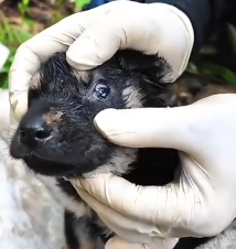 N1201043 Poor puppy was trapped in sewer man saw it recuse #animal…