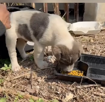 N1201044 found abandoned house chains dog ,I decided to recuse him ado…